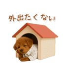 ネガティブな癒しトイプードル茶（個別スタンプ：11）