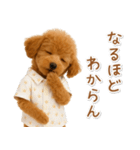 ネガティブな癒しトイプードル茶（個別スタンプ：19）