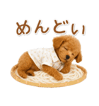 ネガティブな癒しトイプードル茶（個別スタンプ：22）