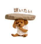 ネガティブな癒しトイプードル茶（個別スタンプ：38）