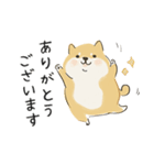 ゆるかわ柴犬の日常で使えるスタンプ（個別スタンプ：7）