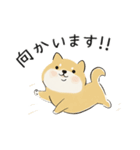 ゆるかわ柴犬の日常で使えるスタンプ（個別スタンプ：10）