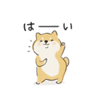 ゆるかわ柴犬の日常で使えるスタンプ（個別スタンプ：13）