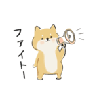 ゆるかわ柴犬の日常で使えるスタンプ（個別スタンプ：24）