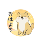 ゆるかわ柴犬の日常で使えるスタンプ（個別スタンプ：25）