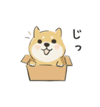 ゆるかわ柴犬の日常で使えるスタンプ（個別スタンプ：28）
