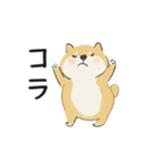 ゆるかわ柴犬の日常で使えるスタンプ（個別スタンプ：30）