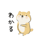 ゆるかわ柴犬の日常で使えるスタンプ（個別スタンプ：33）