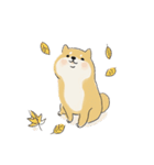 ゆるかわ柴犬の日常で使えるスタンプ（個別スタンプ：39）