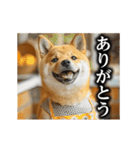 【▶︎動く】柴犬ママ（個別スタンプ：3）