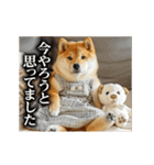 【▶︎動く】柴犬ママ（個別スタンプ：8）