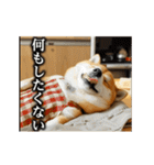 【▶︎動く】柴犬ママ（個別スタンプ：11）