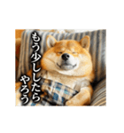 【▶︎動く】柴犬ママ（個別スタンプ：12）