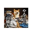 【▶︎動く】柴犬ママ（個別スタンプ：18）