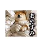【▶︎動く】柴犬ママ（個別スタンプ：24）