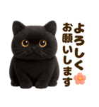 ぬいぐるみ風ねこ❤ずっと使える日常会話（個別スタンプ：22）