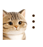 ぬいぐるみ風ねこ❤ずっと使える日常会話（個別スタンプ：29）