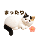 ぬいぐるみ風ねこ❤ずっと使える日常会話（個別スタンプ：38）