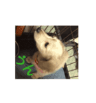ラブリー、ラブリー、犬（個別スタンプ：4）