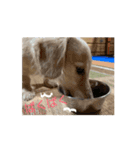 ラブリー、ラブリー、犬（個別スタンプ：5）