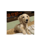 ラブリー、ラブリー、犬（個別スタンプ：6）