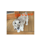 ラブリー、ラブリー、犬（個別スタンプ：8）