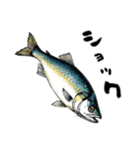 魚！魚！魚！（個別スタンプ：1）