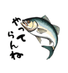 魚！魚！魚！（個別スタンプ：4）