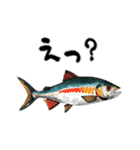 魚！魚！魚！（個別スタンプ：6）