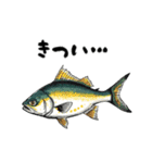 魚！魚！魚！（個別スタンプ：8）