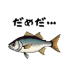 魚！魚！魚！（個別スタンプ：11）