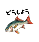魚！魚！魚！（個別スタンプ：12）