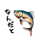 魚！魚！魚！（個別スタンプ：14）