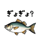 魚！魚！魚！（個別スタンプ：16）
