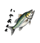 魚！魚！魚！（個別スタンプ：17）
