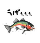 魚！魚！魚！（個別スタンプ：18）