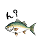 魚！魚！魚！（個別スタンプ：19）