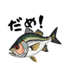 魚！魚！魚！（個別スタンプ：23）
