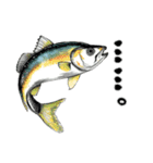 魚！魚！魚！（個別スタンプ：24）
