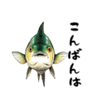 魚！魚！魚！（個別スタンプ：27）