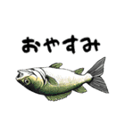 魚！魚！魚！（個別スタンプ：28）