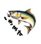 魚！魚！魚！（個別スタンプ：31）