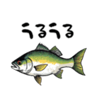 魚！魚！魚！（個別スタンプ：35）