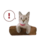 よひよつ（個別スタンプ：4）