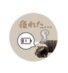 よひよつ（個別スタンプ：19）