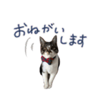 よひよつ（個別スタンプ：20）