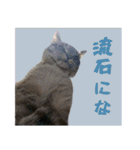 よひよつ（個別スタンプ：30）