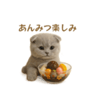 ネコしてます:レトロ喫茶（個別スタンプ：15）
