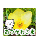 飛び出す！大人やさしい野の花とネコ（個別スタンプ：1）