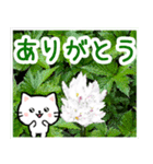 飛び出す！大人やさしい野の花とネコ（個別スタンプ：4）